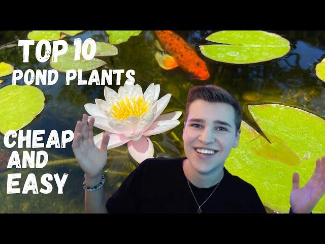 *TOP 10* Pond Plants YOU NEED TO HAVE!