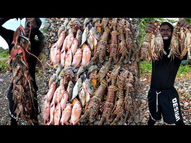 Lobster Season In Jamaica| My Biggest Lobster Catch | You Wouldn't Believe What Happened