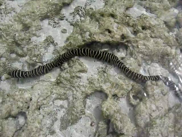 Sea Snake at Matemwe Beach, Zanzibar