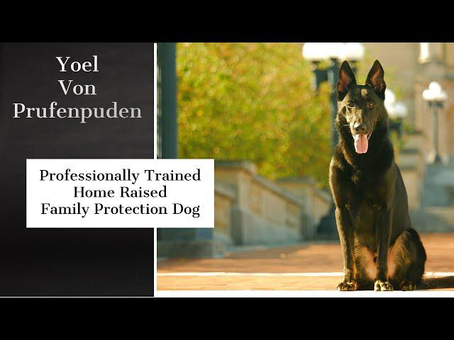 Elite Executive Personal Protection Dog "Yoel" Video Brochure For Home Family Security Protection