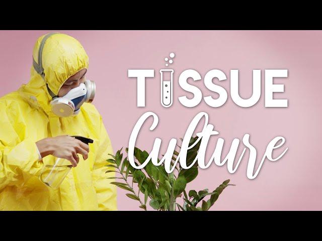 Plant Tissue Culture 101 | With Demonstration! | The 'Breaking Bad' of Houseplants!