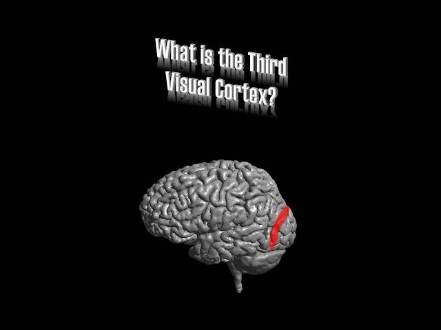 Third Visual Cortex (V3)