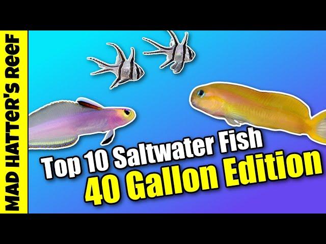 Top 10 Saltwater Fish For a 40 Gallon Aquarium