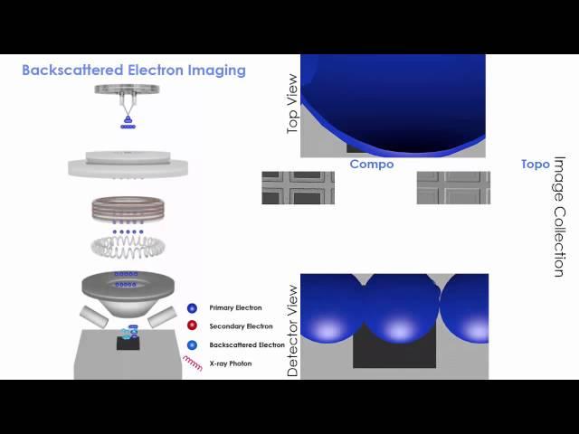 Scanning Electron Microscopy (SEM): animation of 3 types of imaging