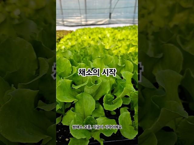 채소의 시작 | 봄 모종 지금 준비하세요