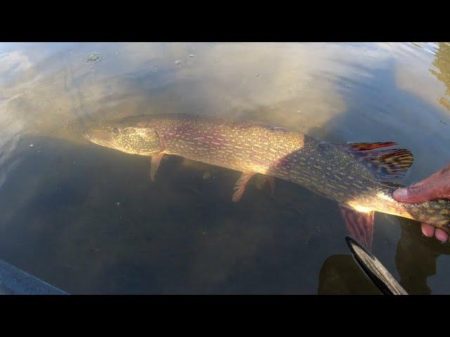 Fishing a SMALL River for BIG Northern Pike