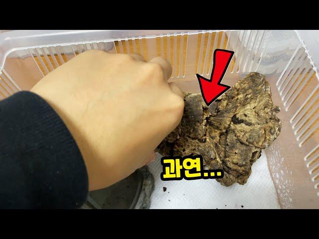 선천적으로 문제가 있는 녀석을 키웠더니... 대박 반전!