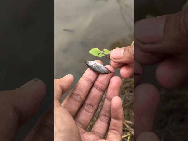 PERCOBAAN MANCING BELUT UMPAN IKAN BETIK