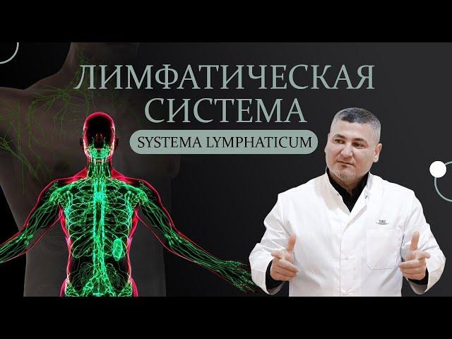 Лимфатическая система. Лимфатические узлы. Лимфатический