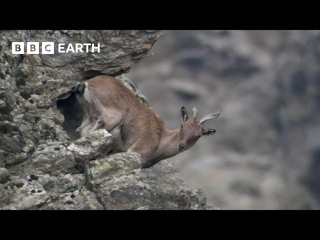 Top 10 BBC Earth Moments of 2024 | BBC Earth