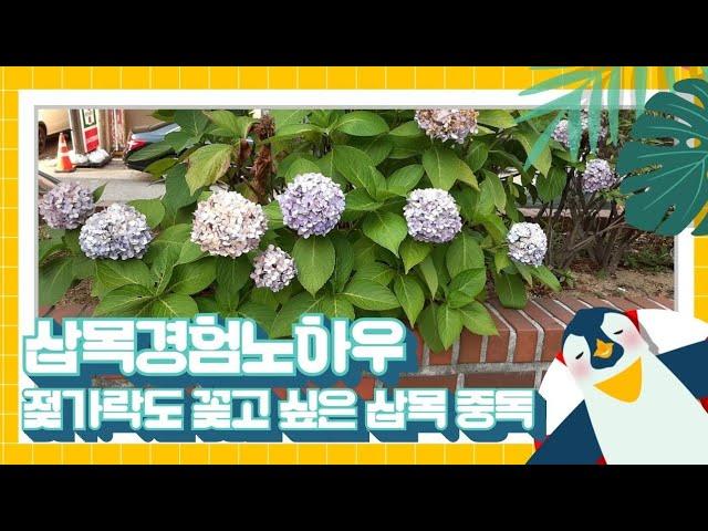 #강화댁 햅번TV수국무료 나눔 덕분에 수국부자됐어요~ 나무 젖가락만 봐도 꽂고 싶은 삽목중독입니다~  경험에서 나오는 팁 총정리!