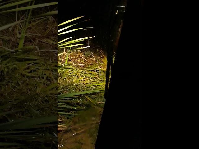 Escavadeira CAT..313D2L.. limpeza de lagoa..água no pé.. Op Joel..