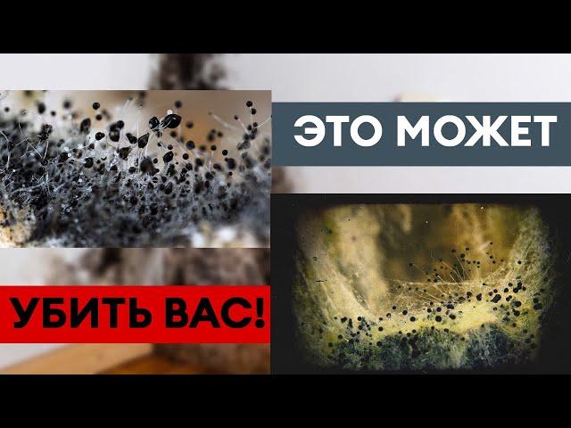 Ваш гараж в ОПАСНОСТИ / Как ПЛЕСЕНЬ может испортить ваш ГАРАЖ и ЗДОРОВЬЕ?