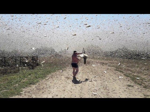 Swarms of locusts cover the sky in Russia