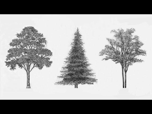 3 Easy Ways To Draw Trees