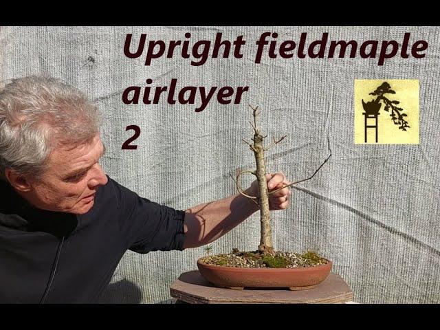 Upright fieldmaple airlayer 2
