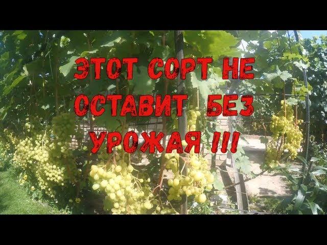 Алёшенькин  Обзор сортов виноградника Вадима Точилина