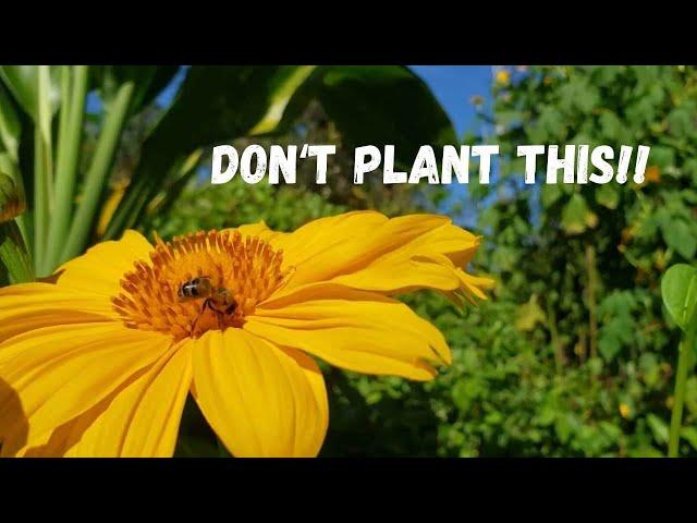 The Worst Plant I Ever Planted: Tithonia Diversifolia aka Mexican Sunflower