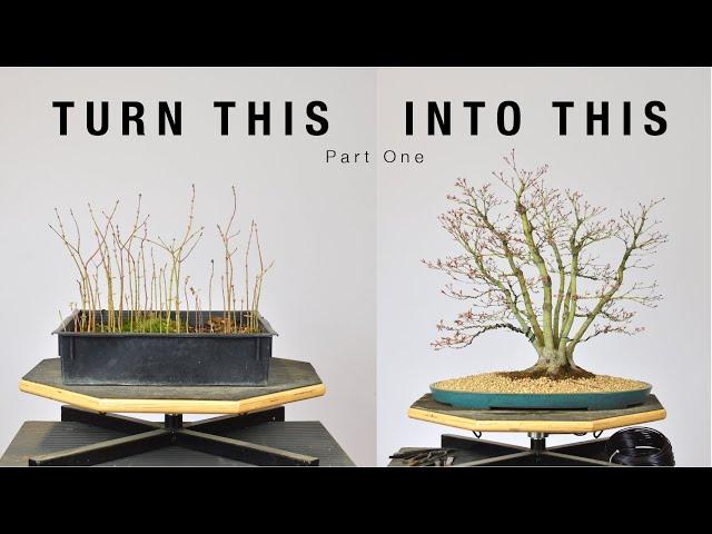 Turn Japanese Maple Seedlings into a Clump Style Bonsai, Part 1 | Bonsai-U