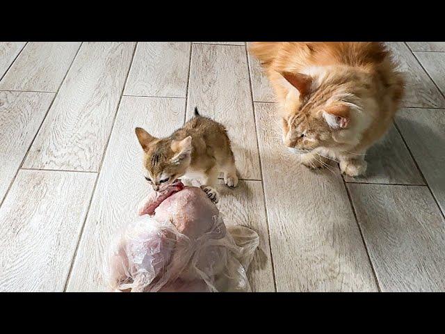 WILD HYBRID KITTEN STOLES CHICKEN