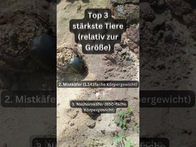 Top 3 stärkste Tiere relativ zur Größe #stark #wissen #fakten #welt  #tiere