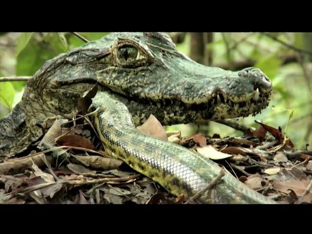 Brasil Secreto | EP01 | Pantanal das Águas