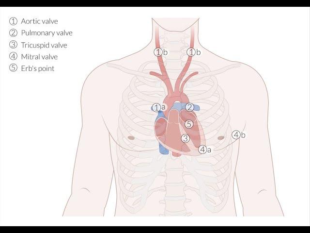 Cardiovascular Examination - Clinical Examination of the Heart