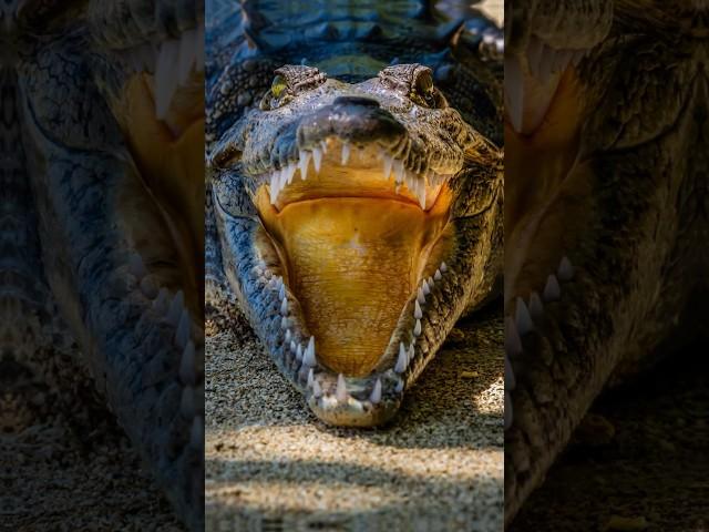 My Wildlife Photos Day 22: Spectacled Cayman smiling in the Sun.