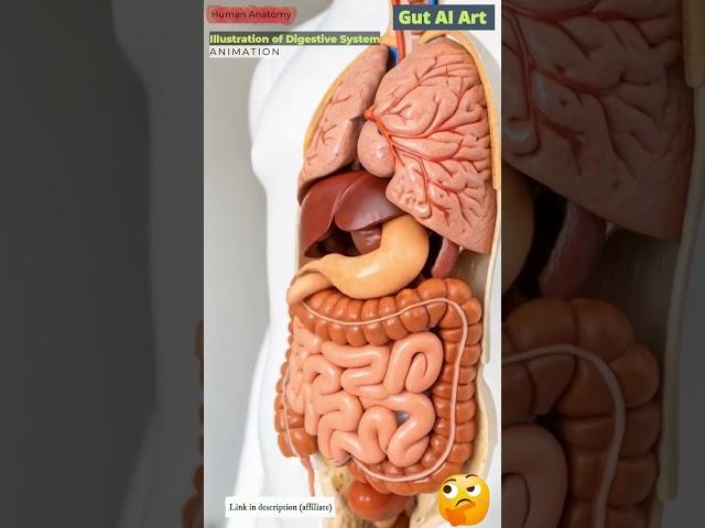 Digestive System Animation | Gut AI Art | 11