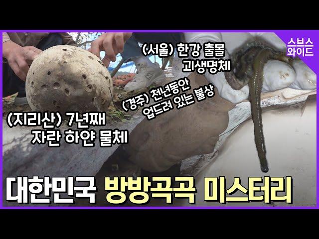[스브스와이드] 전국 방방곡곡 미스터리