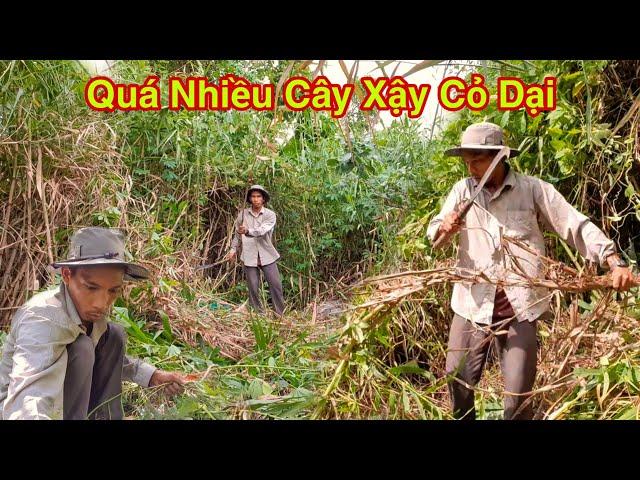 Hai Lúa Làm Cỏ Vườn Quá Nhiều Cây Xậy Cỏ Dại Như Thế Nào Tập 2