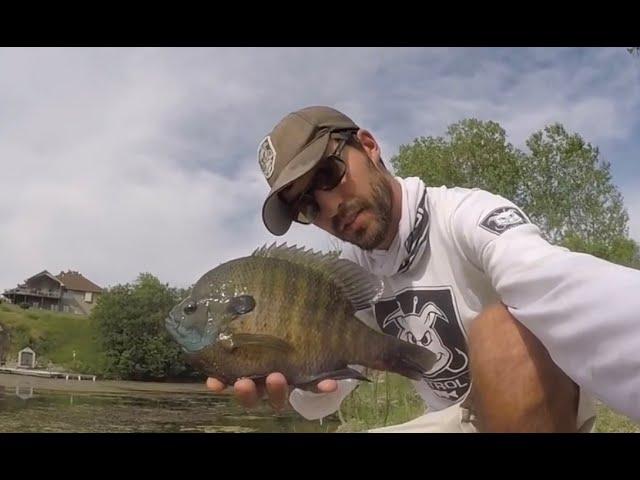 TOP 3 BIGGEST BLUEGILLS EVER CAUGHT! (compilation)