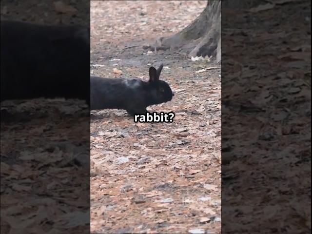 A Surprising Challenger #rabbit #story ll MR SAI EDITING ll