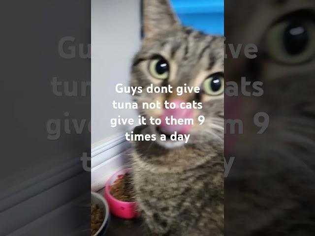 GUYS GIVE CATS TUNA 9 TIMES A DAY!