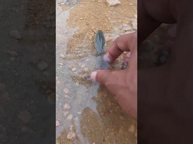 Fish viral video shorts#Fish shorts#🪷🪷