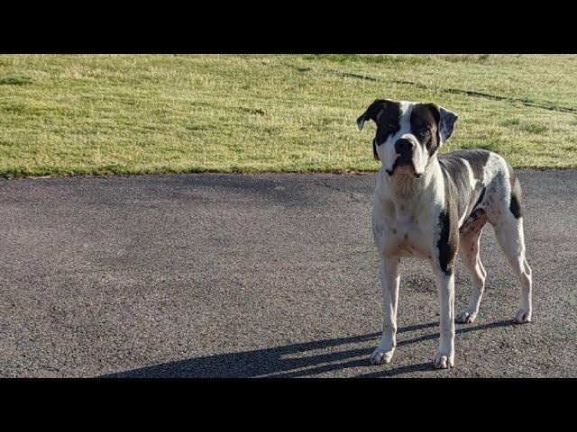 Intelligent American Bulldog around his flock