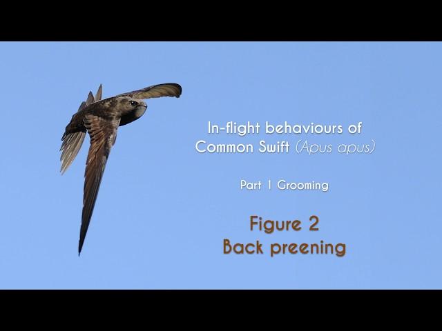 COMMON SWIFT - In flight grooming - FIGURE 2 : Back preening