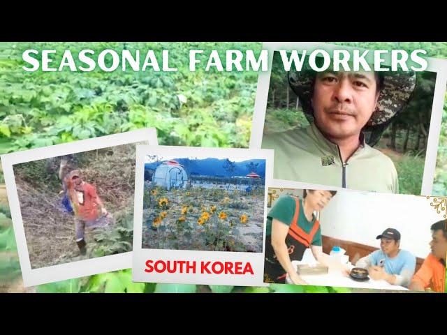 Ginseng Farm ( Seo-seok Park)
