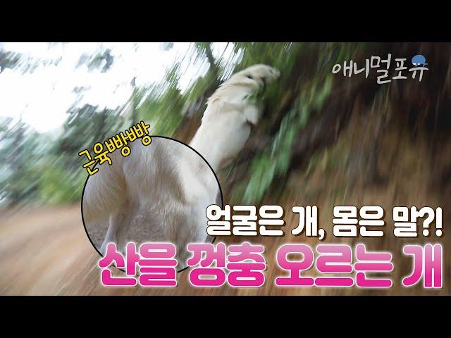 #동물극장단짝 I [풀버전] 산을 껑충껑충 오르더니... 순식간에 송이버섯 찾아온 백구 I EP82화 I KBS 동물극장 단짝 231104 방송