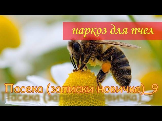 Наркоз для пчел (усыпляем пчел при помощи аммиачной селитры)