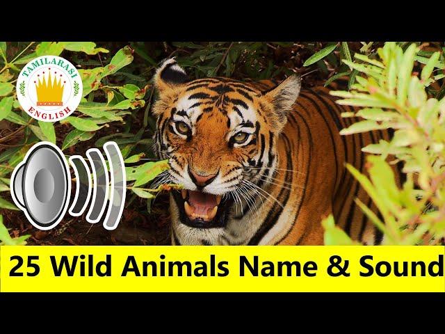 25 WILD ANIMALS Name & Sounds |Realtime Animals Video|Animals for kids|Tamilarasi English Vocabulary