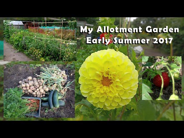 Tour of My Allotment Garden - Early Summer 2017