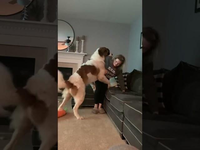 Saint Bernard trying to dominate his mama.  #shorts #funnyshorts #funnydogvideo #dogs.