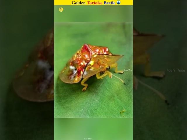 Golden Tortoise Beetles