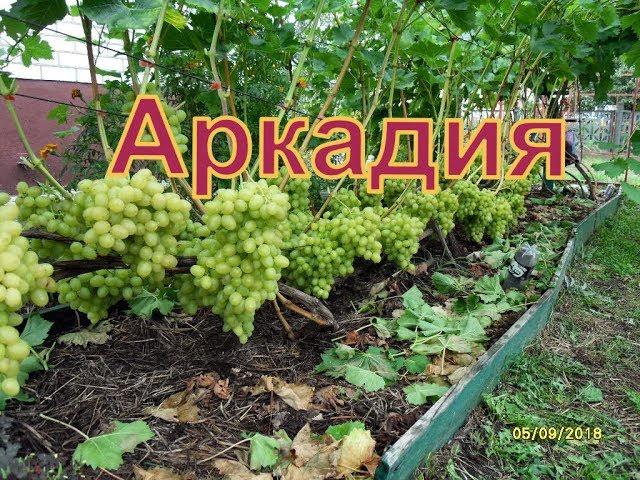 Виноград Беларуси . Лидчина . Сорт винограда -Аркадия ( Настя )