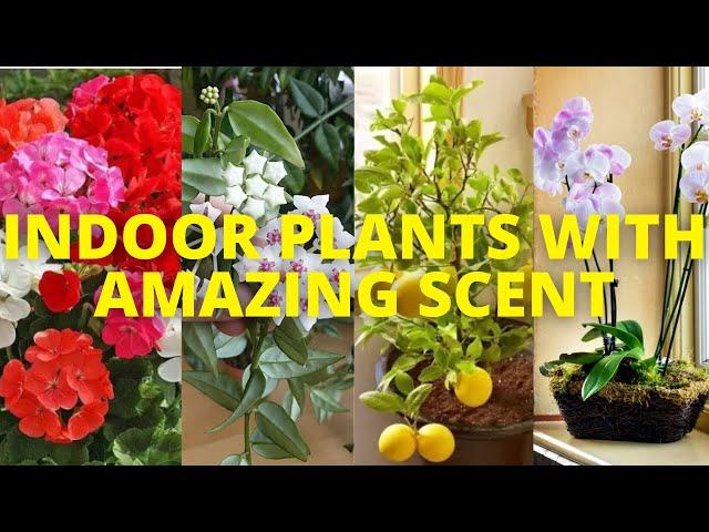 10 Indoor plants that smell good | 10 fragrant Indoor plants that make home aromatic