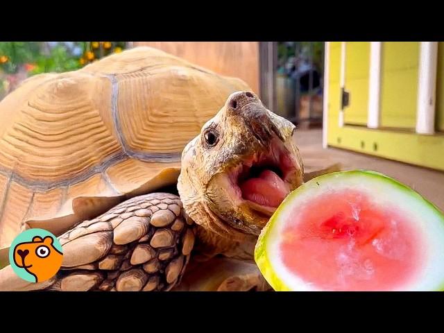 Family Builds Small Oasis For Their 175 Lbs Tortoise | Cuddle Buddies