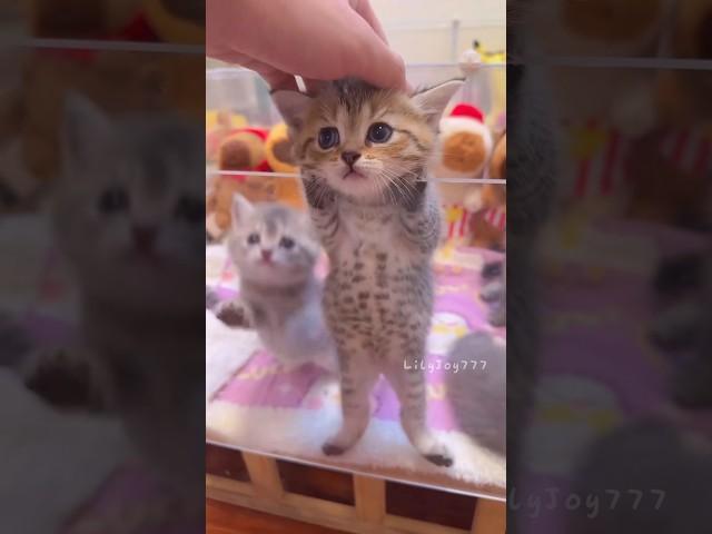 Spotlight on the Kitten Again Today! #cute #cat #kitten #meow  #funny