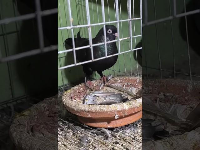 মাদি কবুতর মিটিং করতে চায় না কেন  #shorts#shortvideo #pigeonlaver#pigeon#kobutor#kabootar #fancypige