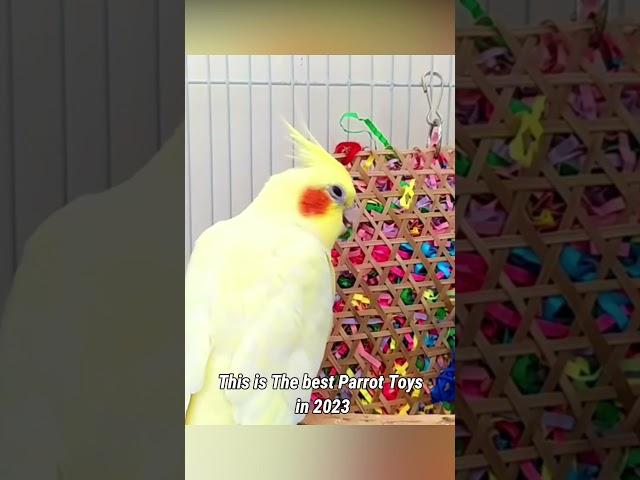 Best Parrot Toys in 2023